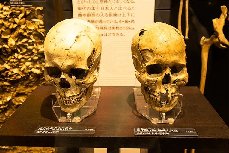 日本館2階「骨を読む」